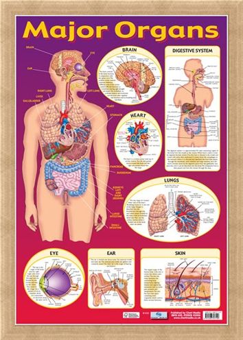 Framed Framed Find Your Way Around the Human Body! - Major Organs of The Body