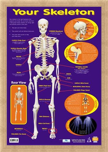 Framed Framed Your Skeleton - 206 Bones In The Body