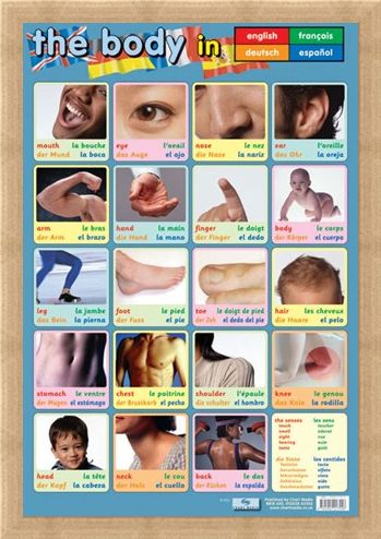 Framed Framed Body Parts - Language Guide