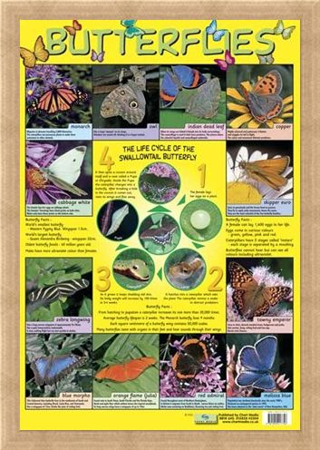 Framed Framed Butterflies - Life Cycle