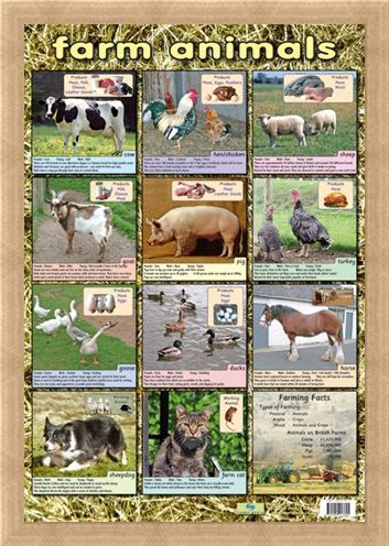 Framed Framed Farm Animals - Down On The Farm