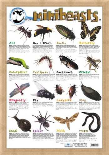 Framed Framed Mini Beast - Creepy Crawlies