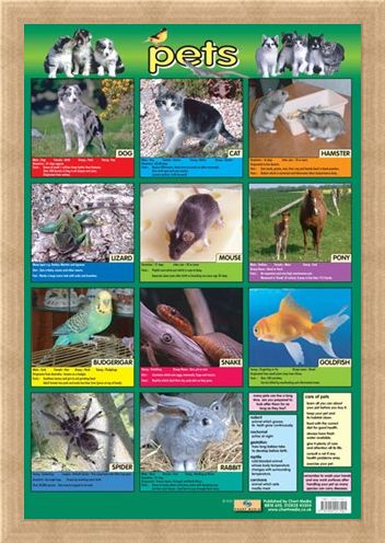 Framed Framed Pets - Not Just For Christmas!