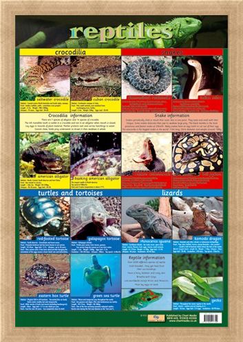 Framed Framed Reptiles - Snake, Rattle and Roll