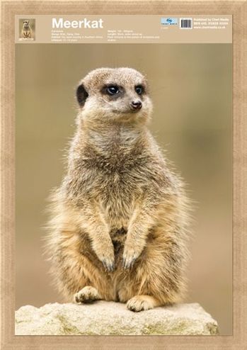 Framed Framed Animal World - The Meerkat