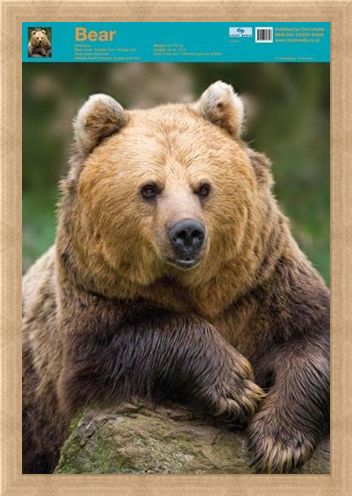 Framed Framed Nature's Big Teddy Bear - Bear