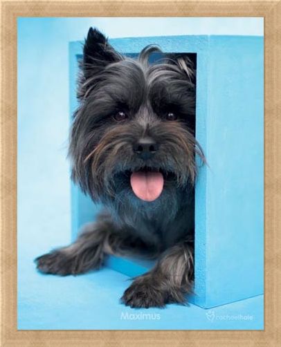 Framed Framed Maximus the Puppy - By Rachael Hale