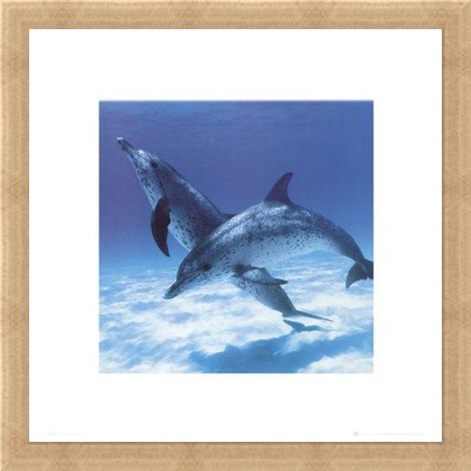 Framed Framed A Pair Of Bottle Nose Dolphins - Daniel McCulloch