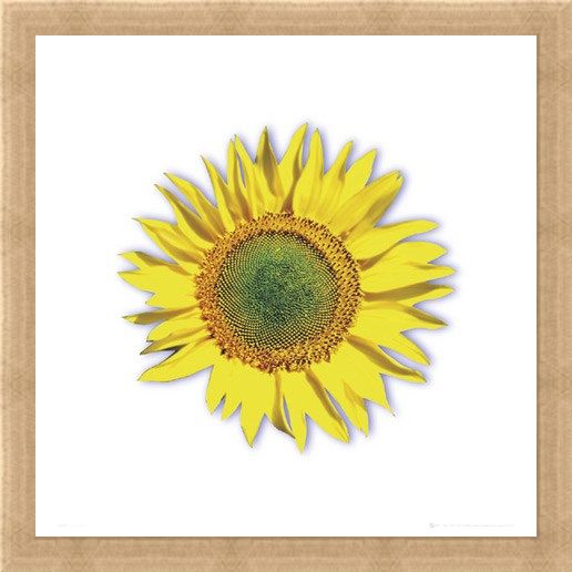 Framed Framed Sunflower - Solitary Bloom