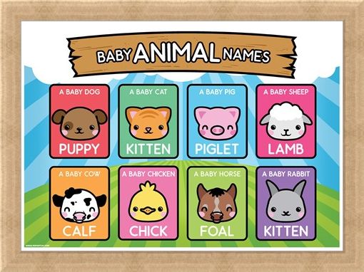 Framed Framed Baby Animal Names - Learning Is Fun