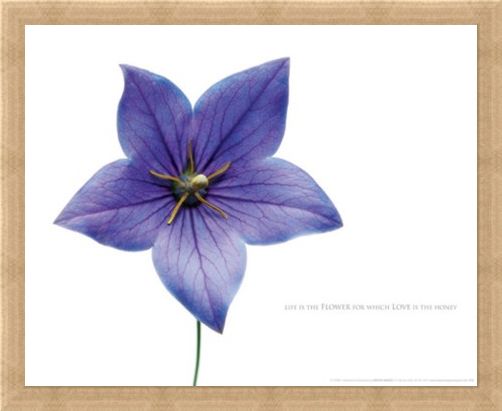 Framed Framed Life is the Flower - Love