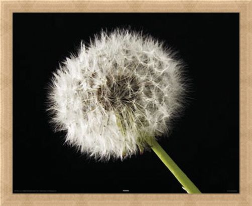 Framed Framed Dandelion - Macro Photography
