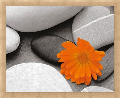 Framed Framed Marigold and Pebbles - Bright Flower amongst Stones