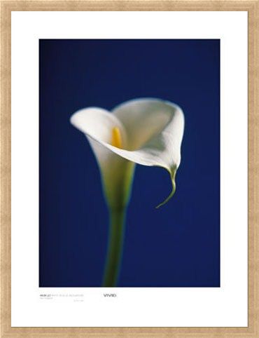 Framed Framed Arum Lily, White on Blue Background - Alex Sedgwick