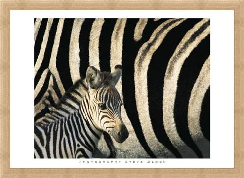 Framed Framed Zebra Stripes & Foal - Steve Bloom