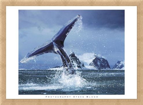 Framed Framed Antarctica - Steve Bloom