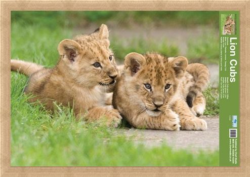 Framed Framed Lion Cubs - Fun Facts