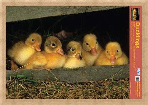 Framed Framed Fluffy Friends - All About Ducklings