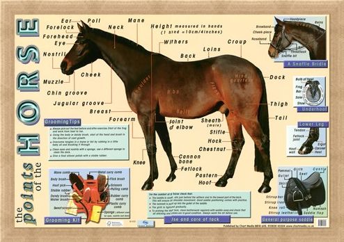 Framed Framed Points of the Horse - Equine Care