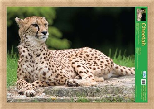 Framed Framed The Cheetah - Wild Facts