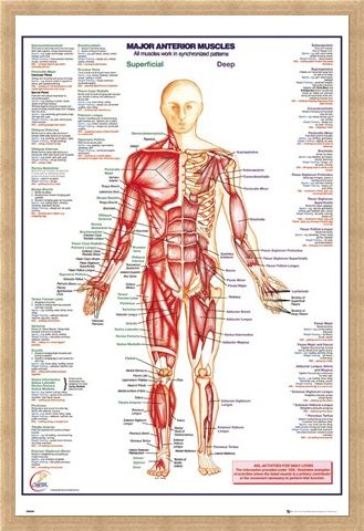 Framed Framed Major Anterior Muscles - Human Body