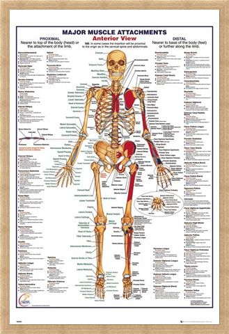 Framed Framed Major Muscle Attachments Anterior - Human Body