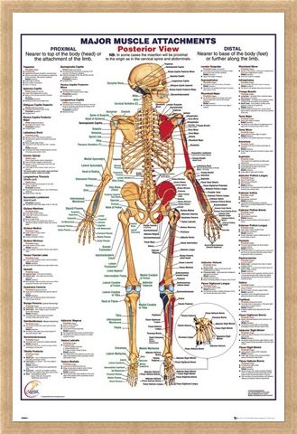 Framed Framed Major Muscle Attachments Posterior - Human Body