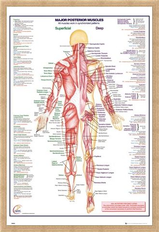 Framed Framed Major Posterior Muscles - Human Body