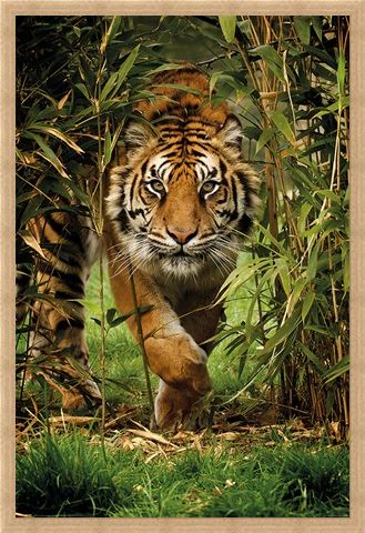 Framed Framed King Of The Jungle - Bamboo Tiger