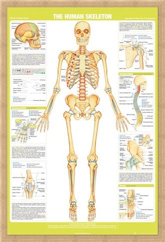 Framed Framed Skeleton - Chartex Anatomy