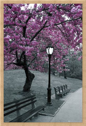 Framed Framed Blossom in Central Park - Cherry tree in blossom