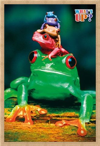 Framed Framed What's Up? - Five Frog Pyramid