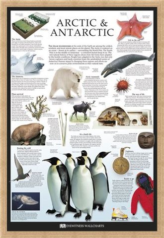 Framed Framed The Arctic & Antarctic - Dorling Kindersley