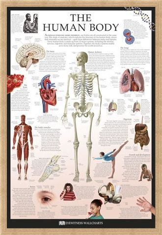 Framed Framed The Human Body - Dorling Kindersley