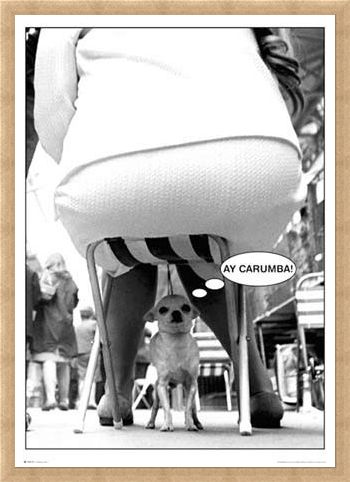 Framed Framed Ay-Carumba - Dog Under Chair
