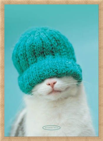 Framed Framed Guiness the Cat and Hat - Rachael Hale