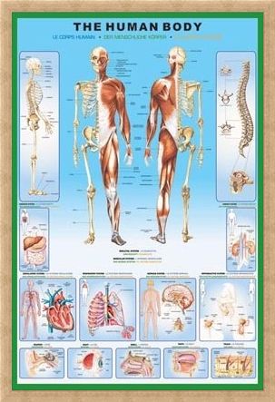 Framed Framed The Human Body and it's Organs - Human Biology