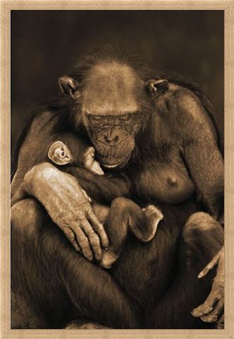 Framed Framed Motherhood - Chimpanzee with Child
