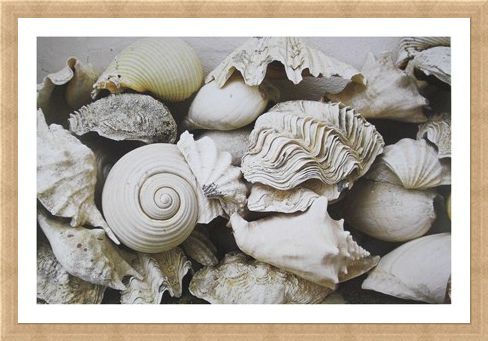 Framed Framed Still Life with Shells - Rene and Barbara Stoeltie
