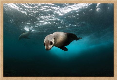 Framed Framed Diving The Depths - Australian Fur Seal