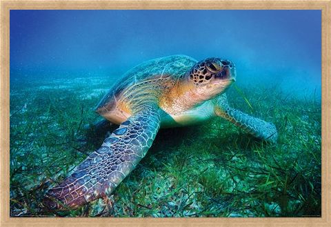Framed Framed Loggerhead Sea Turtle - Animal