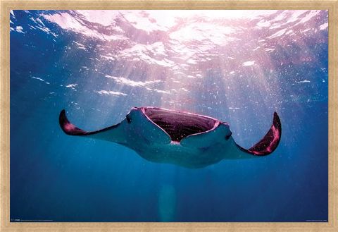 Framed Framed Manta Ray - Animal Photography