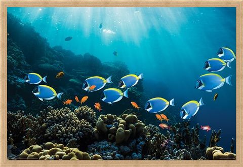 Framed Framed Tropical Waters - Surgeonfish & Goldies