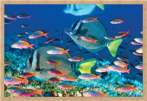 Framed Framed Yellow-Tailed Surgeonfish - Sealife
