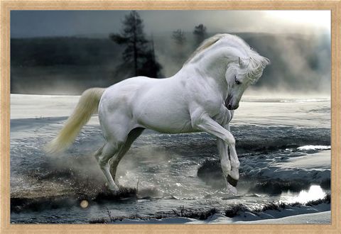 Framed Framed Horse Snow - Bob Langrish