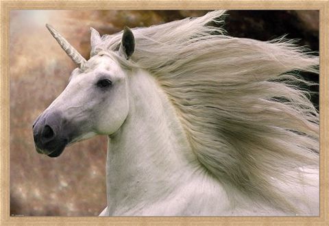Framed Framed Unicorn - Bob Langrish