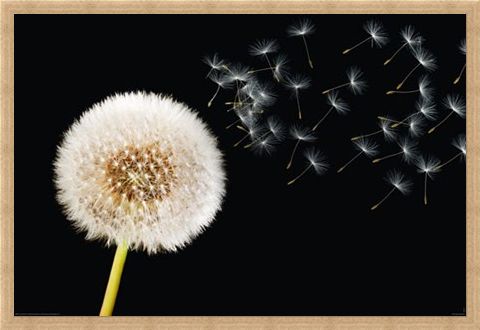 Framed Framed Dandelion Dream - Fly Away