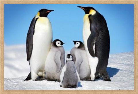 Framed Framed Penguin Harmony - Penguin Family