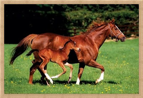 Framed Framed Chestnut Mare and Foal - The Beauty of Horses