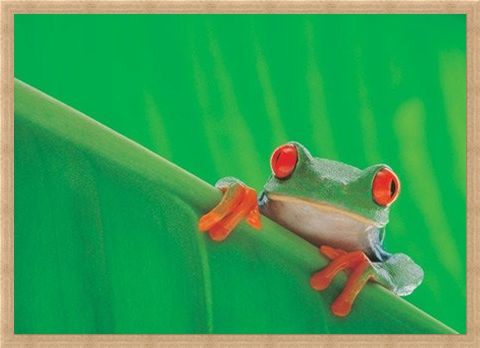 Framed Framed Red Eyed Frog - Nature